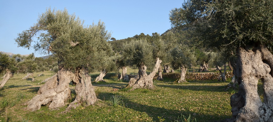 olivenbäume bei valdemossa